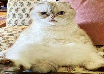 800 करोड़ की बिल्ली