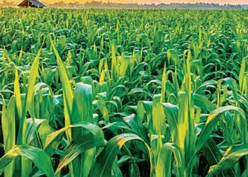 योगी सरकार में जैविक खेती का हब बन रहा उत्तर प्रदेश