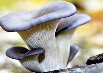 मशरूम खत्म कर देगा प्लास्टिक की जरूरत