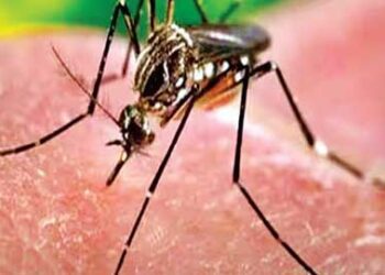 सावधान ! अब सर्दी हो या गर्मी, एक्टिव रहेंगे मच्छर