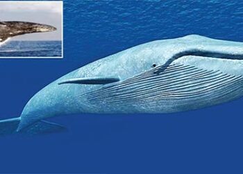 ब्लू व्हेल : 33 हाथियों के बराबर वजन, जेट इंजन से तेज आवाज, कार जितना दिल