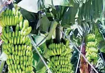 Ramchaura's banana also in GI race