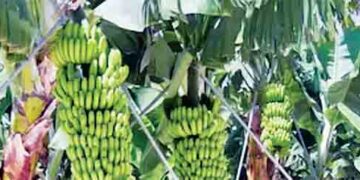 Ramchaura's banana also in GI race