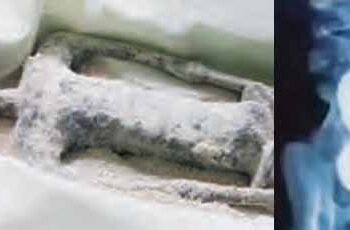 Eggs found inside alien bodies