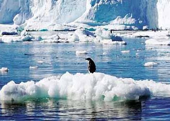 40 percent ice sheets shrunk in Antarctica