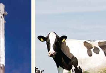 For the first time in the world, a rocket was launched from cow dung.