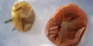 NASA finds 2 tomatoes lost in space after 8 months