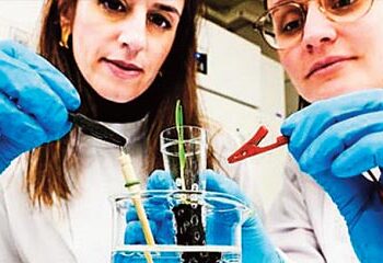 ‘Electronic soil’ ready, claims double crop in 15 days