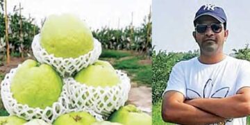 Guava made him rich