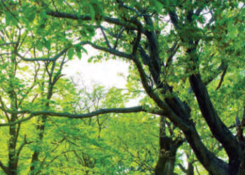 State should decide whether trees should be cut or not: Supreme Court