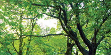 State should decide whether trees should be cut or not: Supreme Court