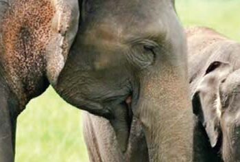 Anant Ambani will serve wildlife through Vantara project