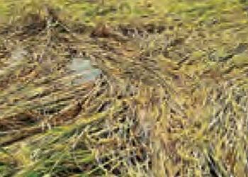 Farmers will not have to bear the brunt of the weather, government is ready