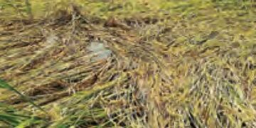 Farmers will not have to bear the brunt of the weather, government is ready
