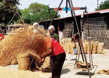 Wheat procurement started in UP, spring came in the markets