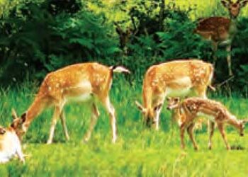 Deer jumping will be seen in Noida Biodiversity Park