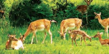 Deer jumping will be seen in Noida Biodiversity Park
