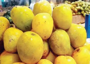 New QR code will quickly tell whether mangoes are fake or real.