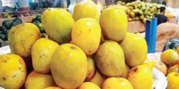 New QR code will quickly tell whether mangoes are fake or real.