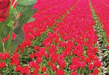 Earning lakhs at low cost, rose changed the life of farmer