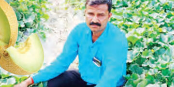 Melon changed the color of farmer's life