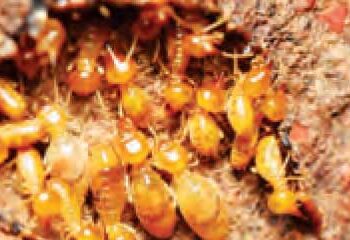 Termites are causing loss of more than Rs 3 lakh crore every year.