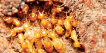 Termites are causing loss of more than Rs 3 lakh crore every year.