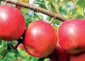 Himachal's apples will grow in Gorakhpur