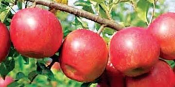 Himachal's apples will grow in Gorakhpur