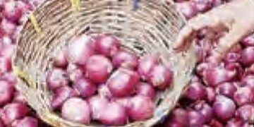 onion