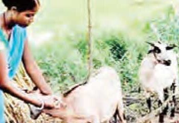 10 हजार पशु सखियों को प्रशिक्षित करेगी सरकार