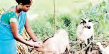10 हजार पशु सखियों को प्रशिक्षित करेगी सरकार