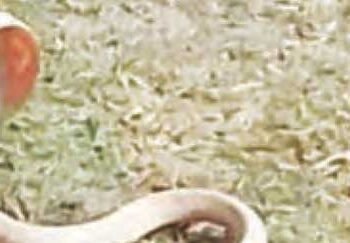 Student discovered new species of cobra snake