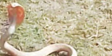 Student discovered new species of cobra snake