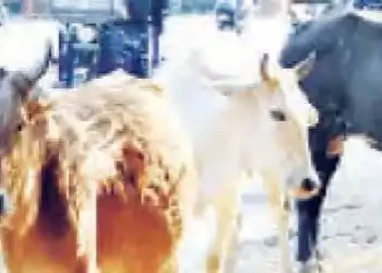 2000 people will be appointed to catch stray animals