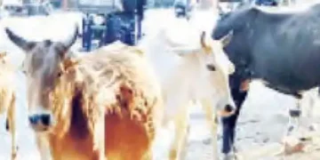 2000 people will be appointed to catch stray animals