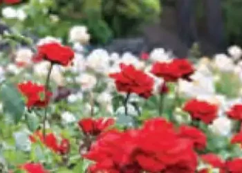 Rose cultivation brought roses to life