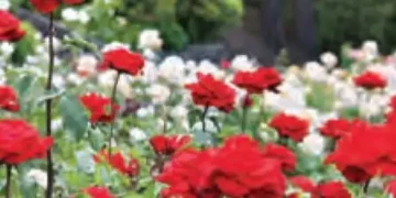 Rose cultivation brought roses to life