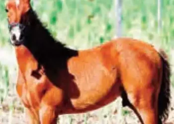 The world's first super horse is created by gene editing