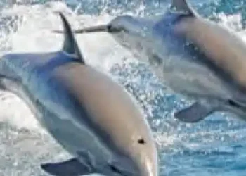 There are 6327 dolphins in the rivers of the country, 2397 in Uttar Pradesh alone