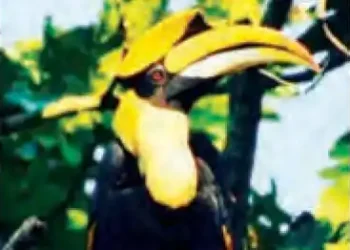 Himalayan bird seen in Tiger Reserve