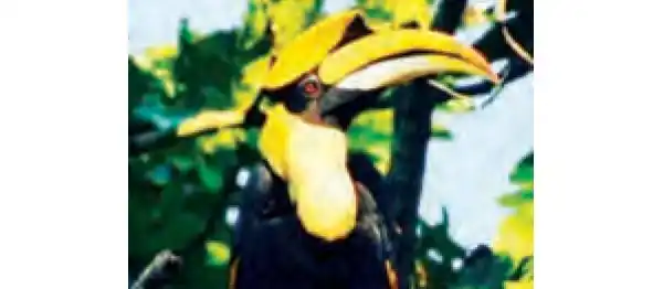 Himalayan bird seen in Tiger Reserve