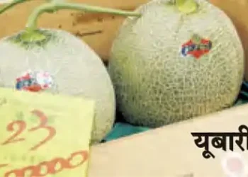 The world's most expensive fruit, costs 22 lakh rupees