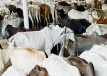 Alert mode in cow shelters, government gave special instructions to protect cows from heat