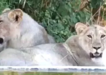 गिर में महामारी का कोहराम!