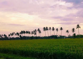 Agriculture