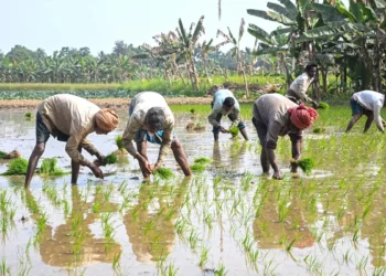दक्षिण-पश्चिम मानसून 2026