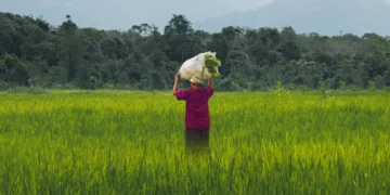 मानसून ने पकड़ी रफ्तार: जुलाई की बारिश से खेती और खरीफ बुवाई को राहत