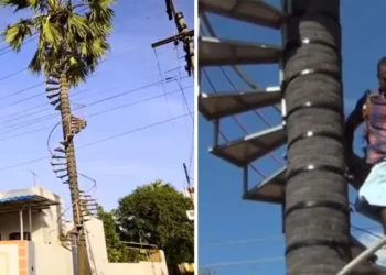 पिता के लिए बेटे ने खजूर के पेड़ पर बना दीं सीढ़ियां