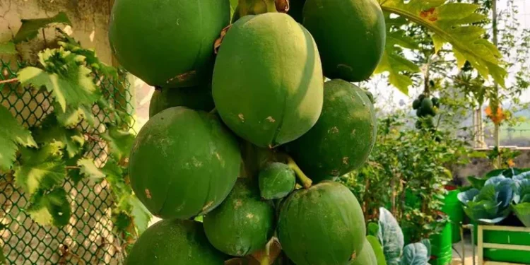 पपीते के पत्ते का अर्क बढ़ाता है प्लेटलेट्स? टाटा हॉस्पिटल की स्टडी पर उठे सवाल